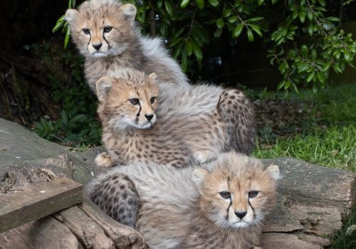 Fota wildlife Cubs